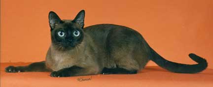 Tonkinese Photo