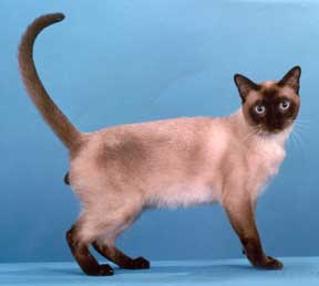 Tonkinese Photo