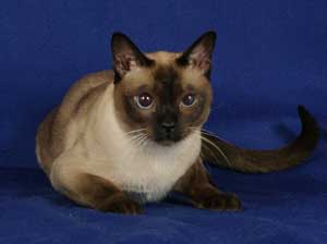 Tonkinese Photo