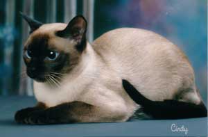 Tonkinese Photo