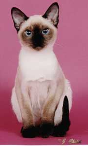 Tonkinese Photo