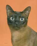 Tonkinese Photo