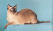 Tonkinese Photo