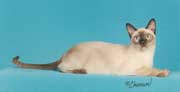 Tonkinese Photo