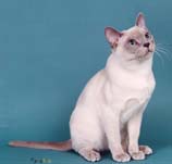 Tonkinese Kitten