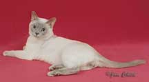 Tonkinese Photo