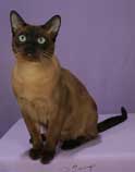 Tonkinese