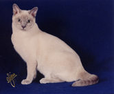 Tonkinese Photo