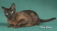 Tonkinese Photo