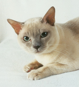 Tonkinese Photo