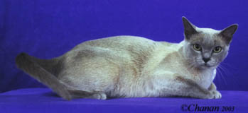 Tonkinese Photo