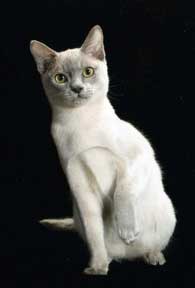 Tonkinese Photo