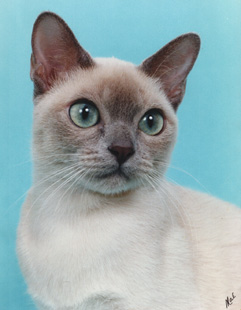 Tonkinese Photo