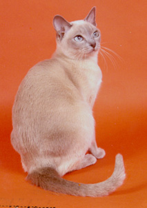 Tonkinese Photo