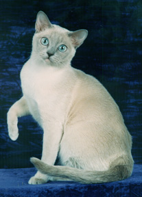 Tonkinese Photo