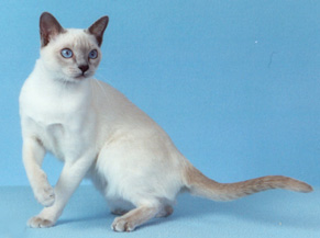 Tonkinese Photo