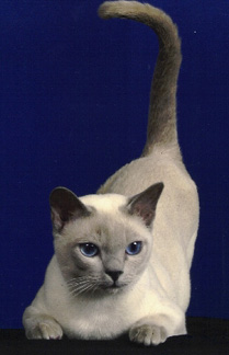 Tonkinese Photo