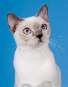 Tonkinese Photo