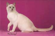 Tonkinese