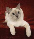 Tonkinese Photo