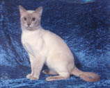 Tonkinese Photo