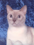 Tonkinese Photo