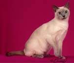 Tonkinese Cat