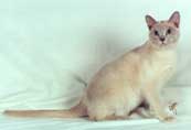Tonkinese Photo