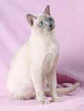 Tonkinese Photo