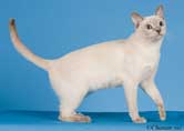 Tonkinese Kitten