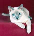 Tonkinese Photo