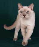 Tonkinese Kitten