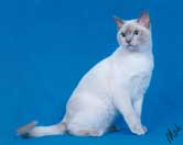 Tonkinese Photo