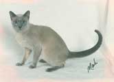 Tonkinese Photo