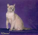 Tonkinese Photo