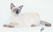 Tonkinese Kitten