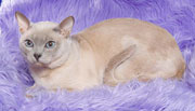 Tonkinese Photo