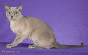 Tonkinese Photo