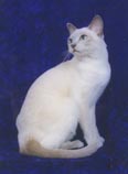 Tonkinese Photo