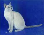 Tonkinese Photo