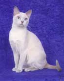 Tonkinese Photo