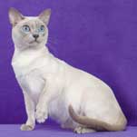 Tonkinese Cat