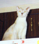 Tonkinese Photo