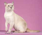 Tonkinese Photo