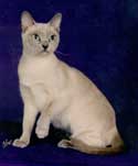 Tonkinese Photo