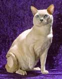 Tonkinese Cat