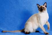 Tonkinese