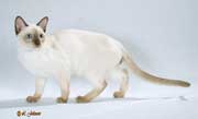 Tonkinese