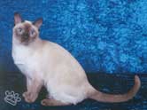 Tonkinese Photo