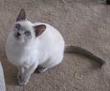 Tonkinese